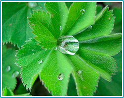 Endofortis protection against ARVI and COVID-19 virus infection