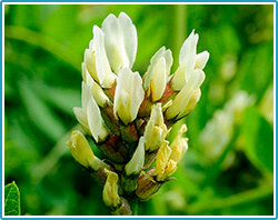 Endofortis protection against ARVI and COVID-19 virus infection